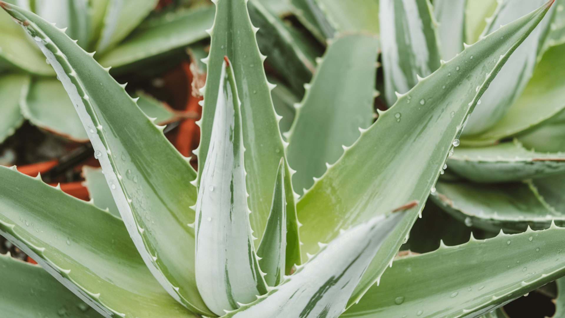 medicinal-aloe-vera-indoor-plant close up of medicinal plant aloe vera