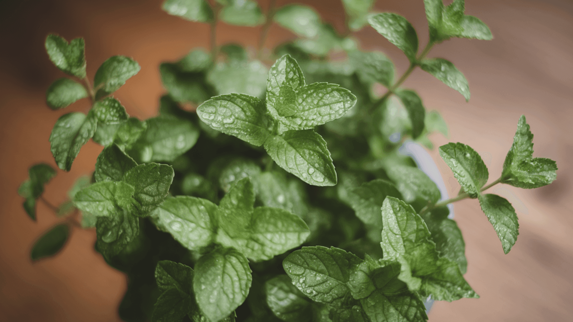 medicinal-peppermint-indoor-plant close up of medicinal peppermint plant