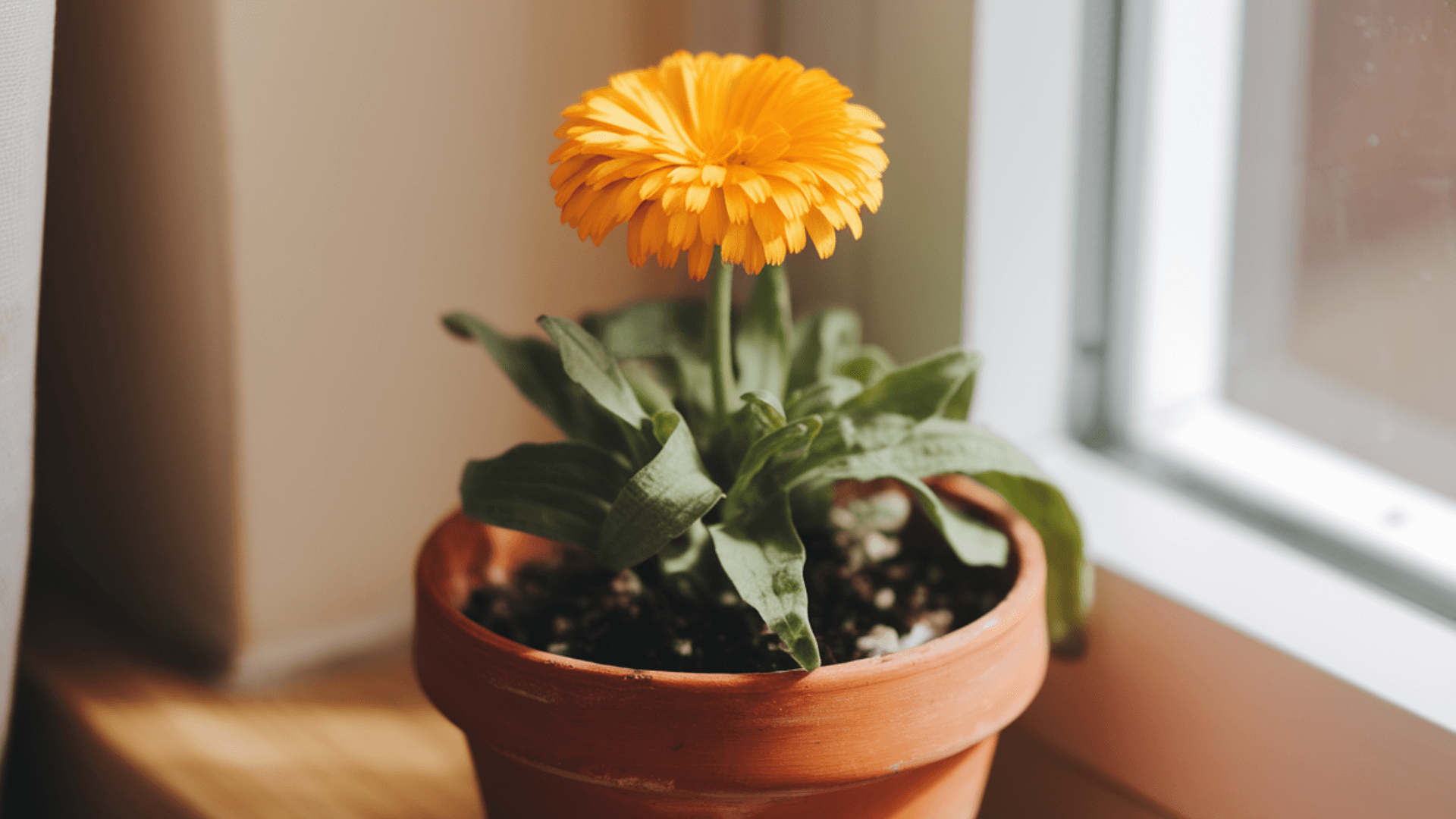 medicinal-calendula-indoor-plant calendula in a pot indoors