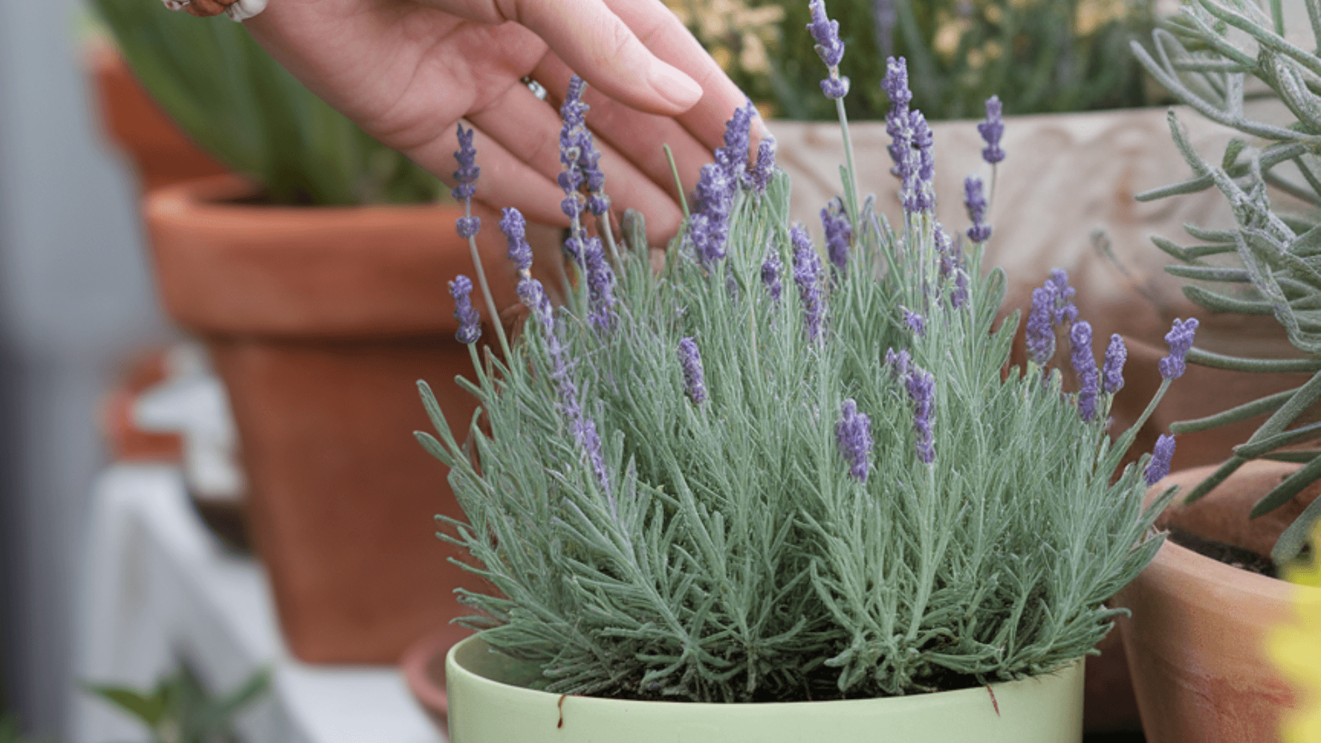 medicinal-lavender-indoor-plant lavender plant indoors