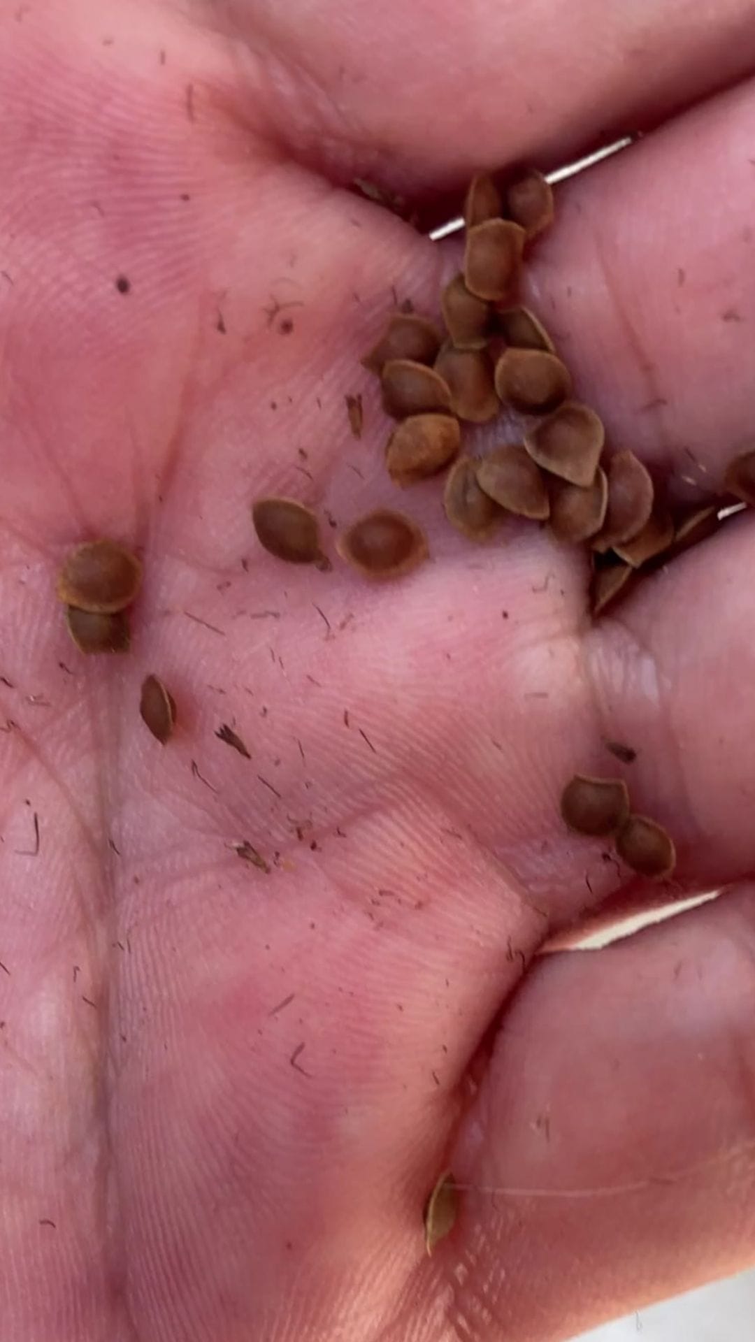Untitled design (41) Harvesting seeds for a Mimosa Pudica parasite cleanse in a Trinidad garden.