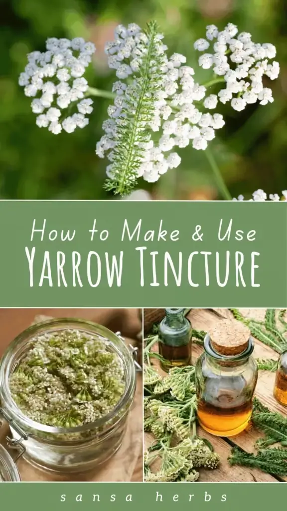 Yarrow-Tincture-576x1024 how to make yarrow tincture diy recipe pin