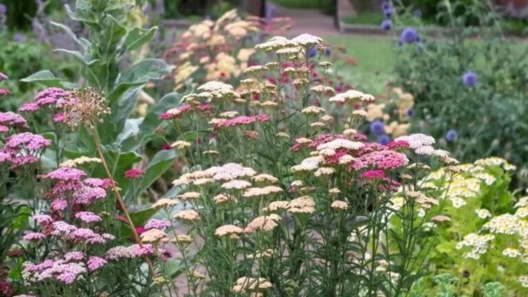 backyard pharmacy