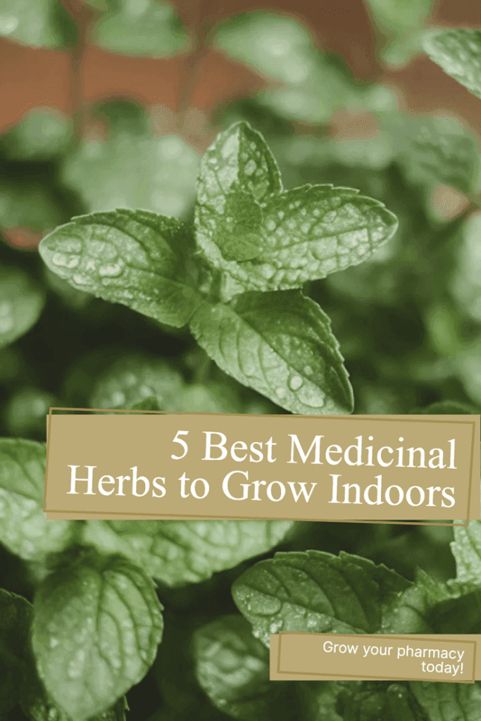 5 best medicinal herbs to grow indoors