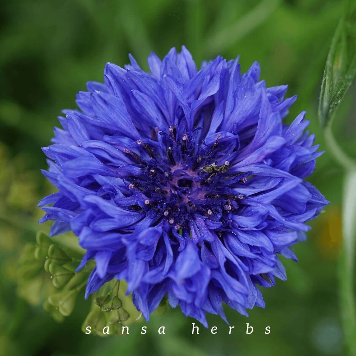 bachelors button flower
