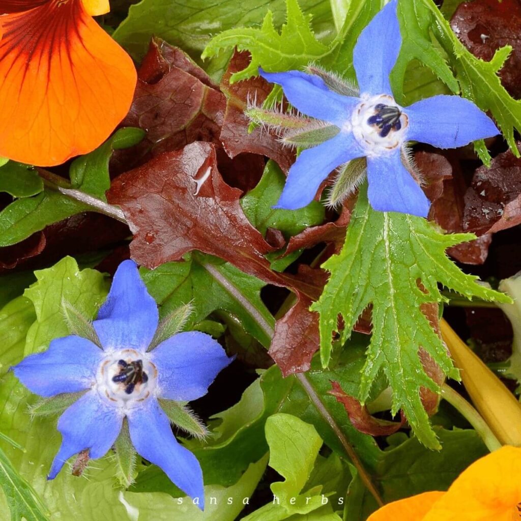 borage