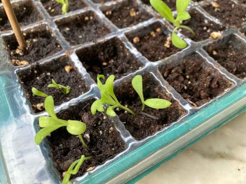 calendula-seedlings calendula seedlings growing in a tray