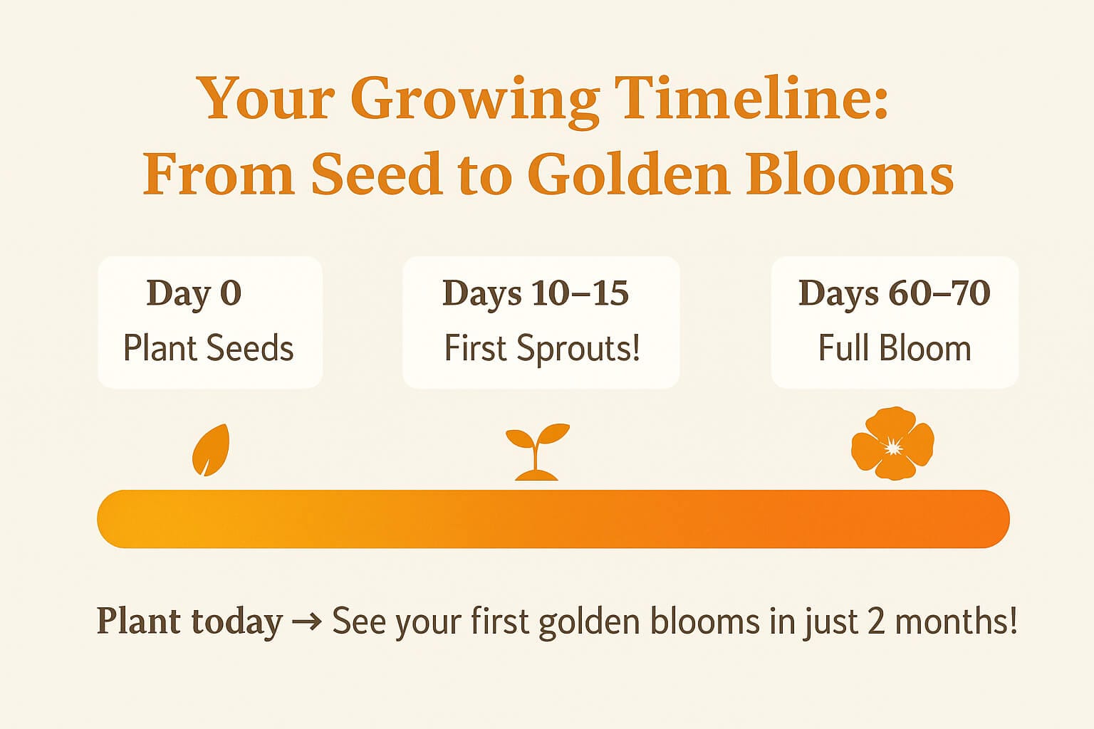 california-poppy growing california poppy from seed timetable - days 60-70 Full Bloom