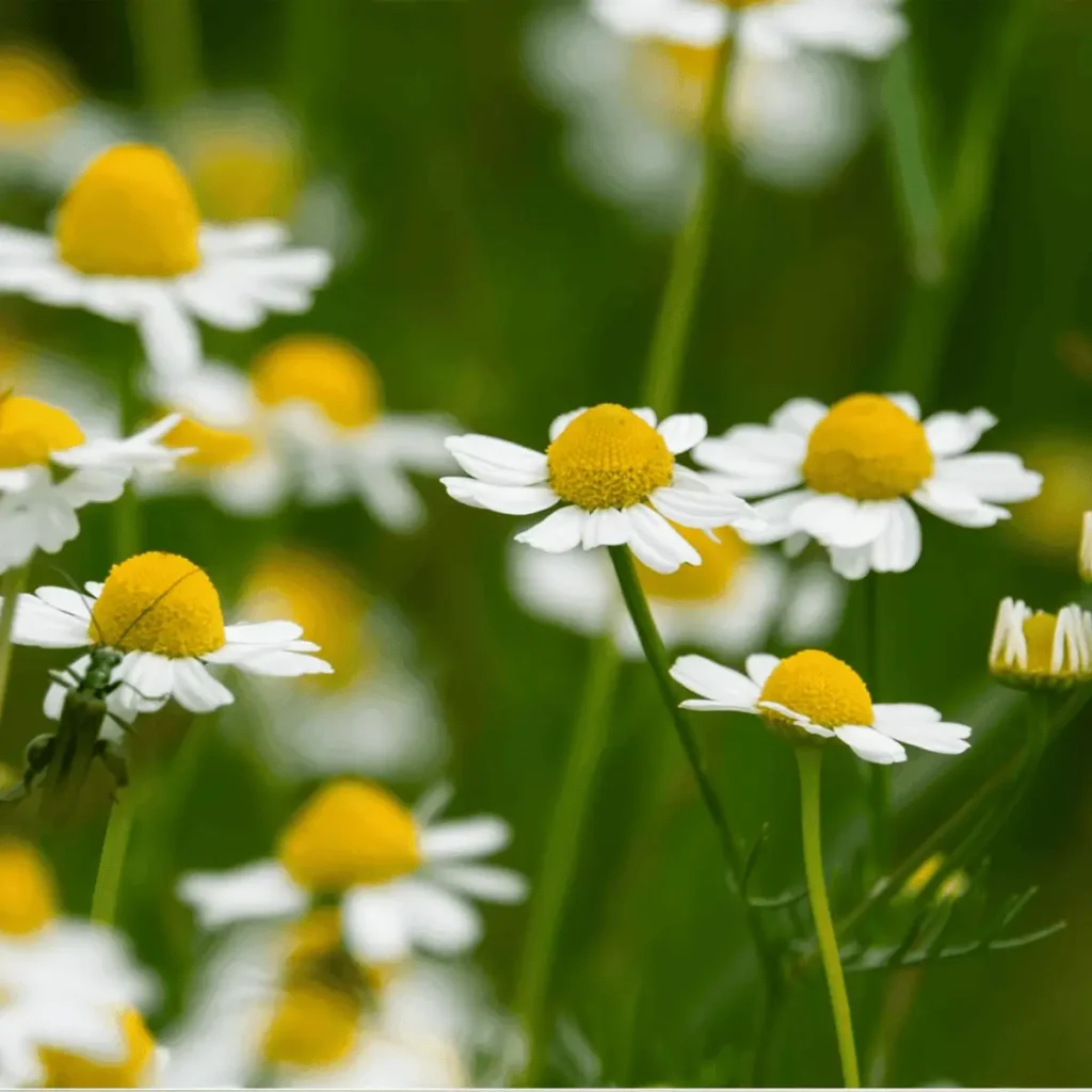 growing chamomile companion plant with cabbage and basil in the background