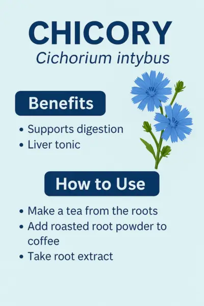 chicory-benefits-pin Chicory infographic showing benefits and common uses like tea.