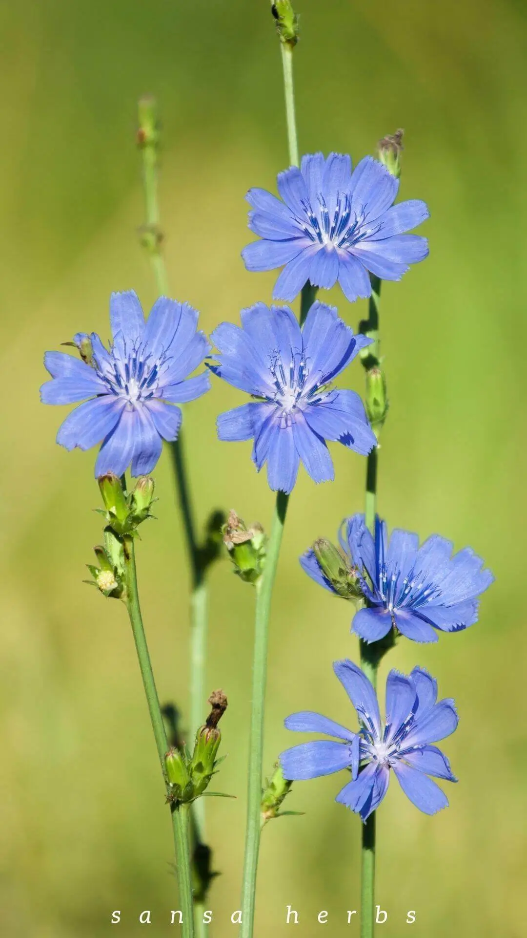 chicory-medicinal-flowers chicory medicinal flowers