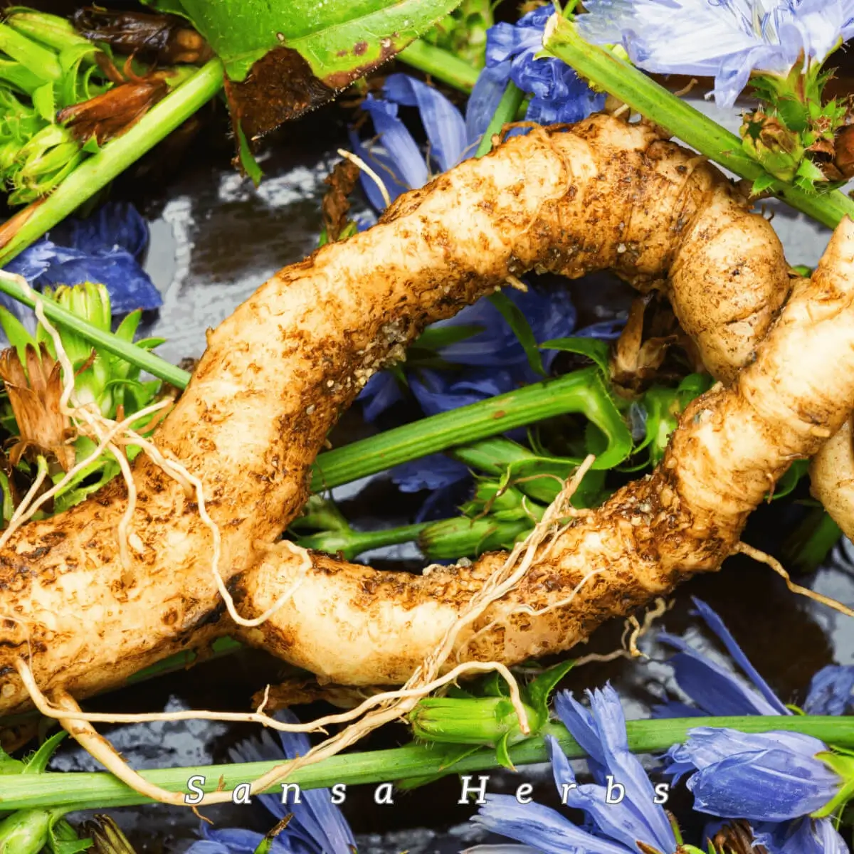 chicory-root growing chicory root