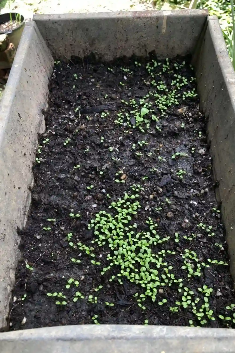 culantro-germinating culantro germinating