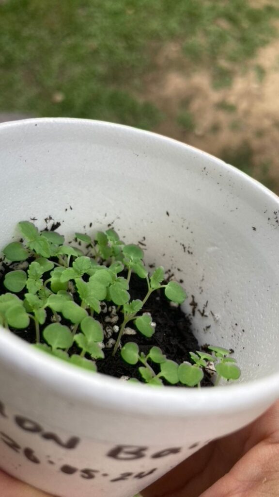 cup-of-lemon-balm-seedlings lemon balm seedlings in a cup