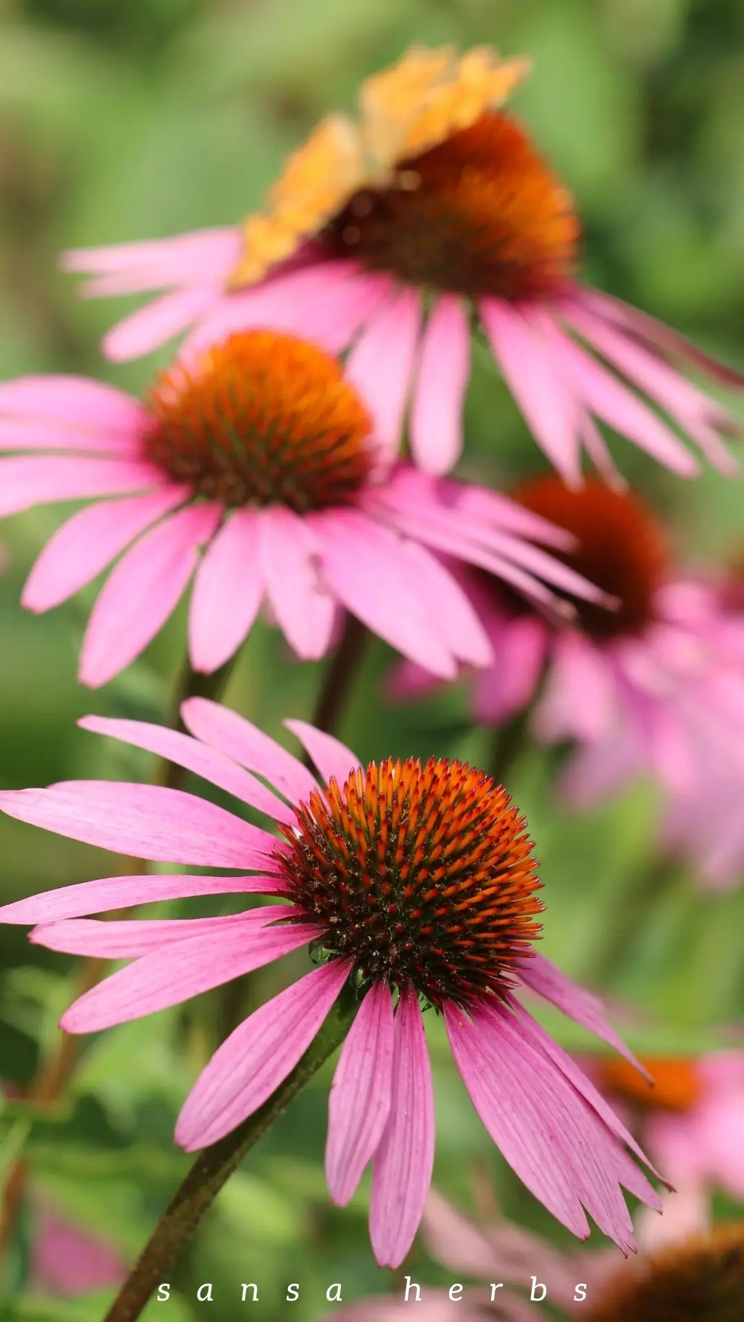 echinacea-flowers growing echinacea from seeds flowers