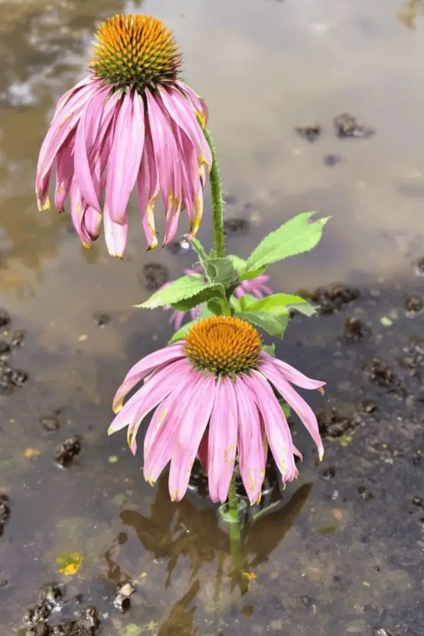 echinacea-growing-problems echinacea growing problems
