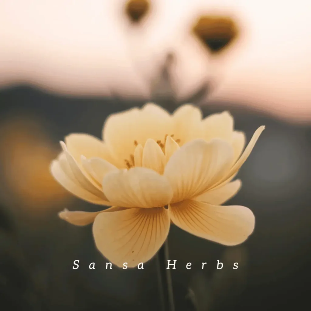 evening primrose flower