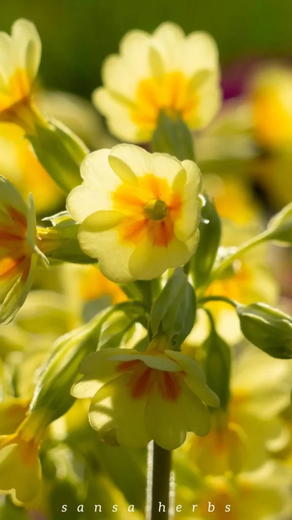 evening primrose flowers