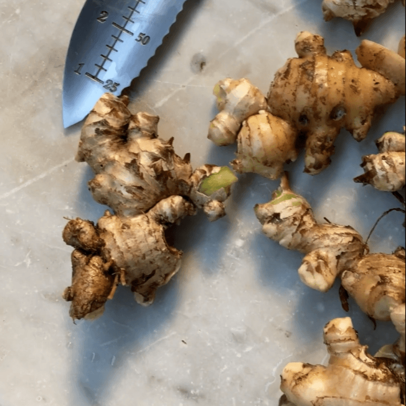 ginger-harvest freshly harvested ginger from garden used for homemade herbal tea