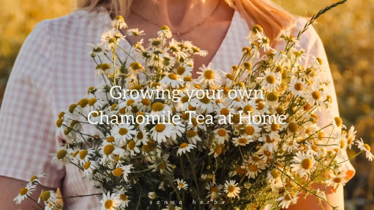 growing chamomile from seed freshly harvested chamomile flowers to make medicinal tea