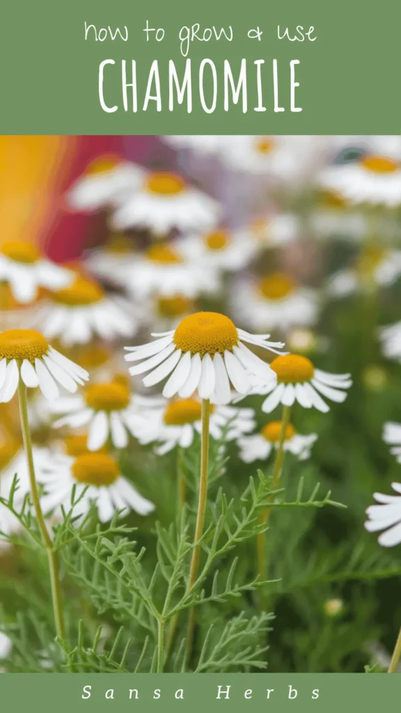 growing chamomile from seed pin