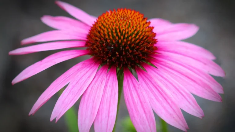 echinacea flower close up