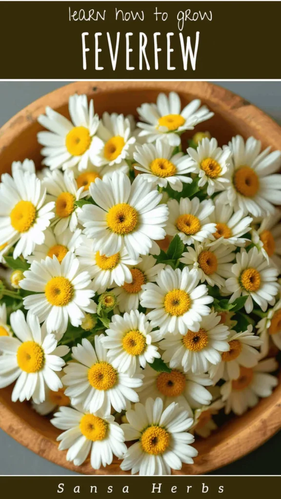 growing-feverfew-from-seed growing feverfew from seed for medicine