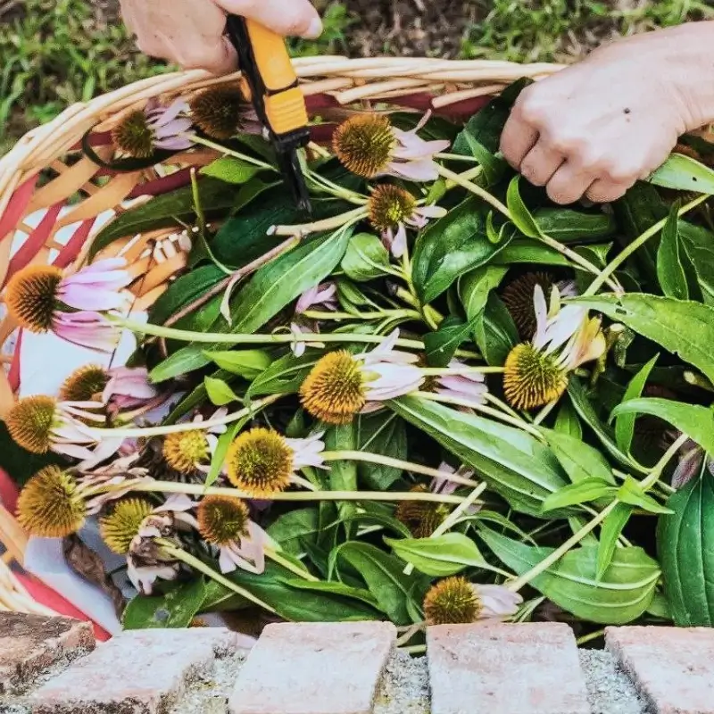 harvested-echinacea echinacea flowers harvested for herbal cold and flu remedy