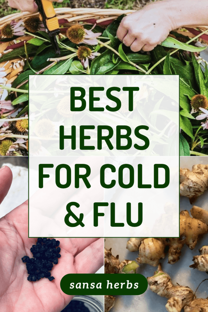 herbs-for-colds-flu best herbs for cold and flu text, with images of echinacea, elderberries, and ginger in the background
