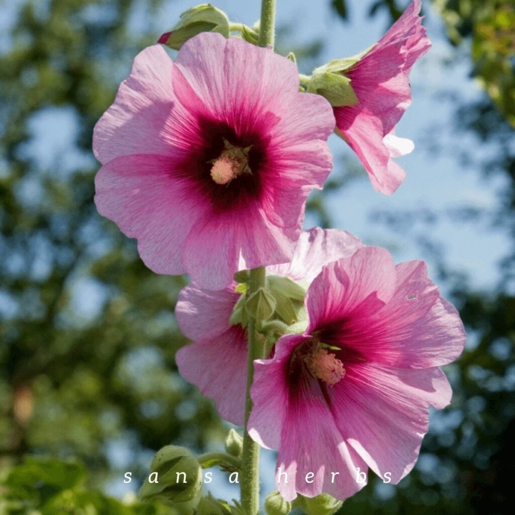 Hollyhocks