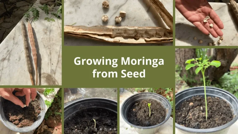 growing moringa from seed and safety guide