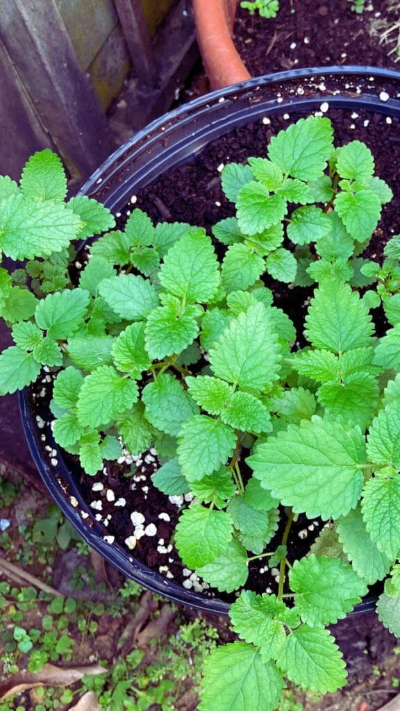 lemon-balm-plant-in-pot lemon balm plant in a pot