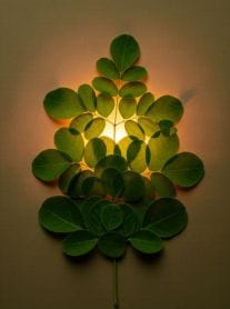 Heart-shaped moringa leaves, health benefits of moringa powder,