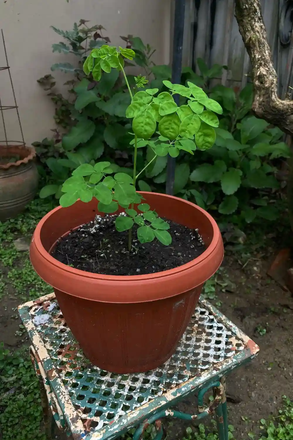Young moringa tree growing in a container in Trinidad