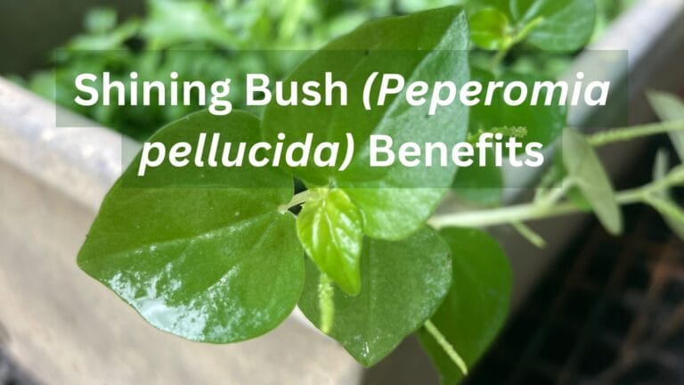 peperomia pellucida aka Shining Bush