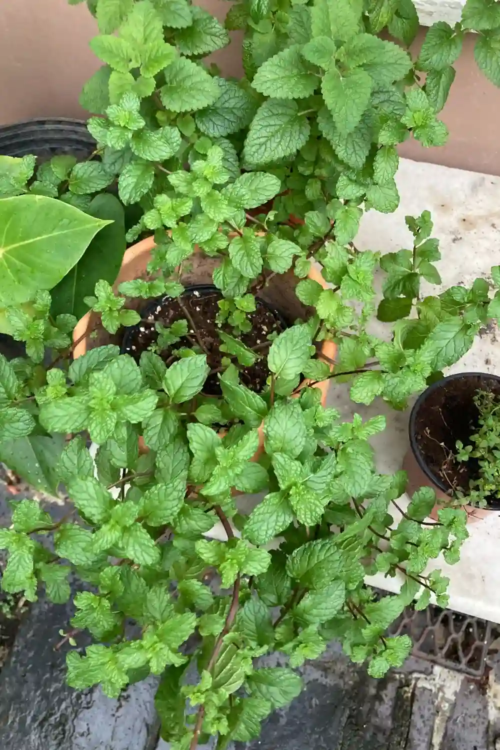 peppermint (1) peppermint 1