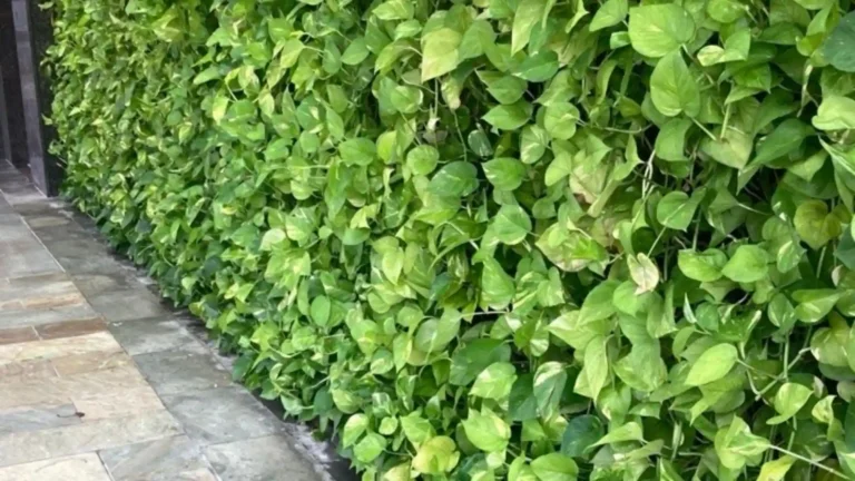 a pothos wall in a commercial setting