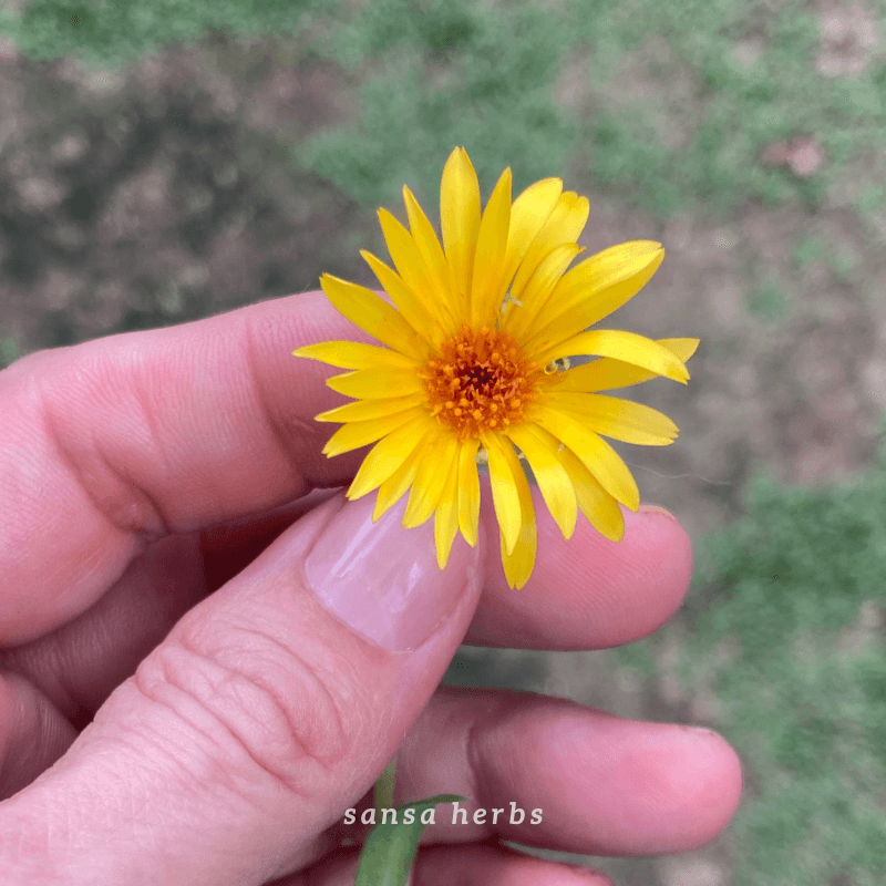 sansa hetbs Hand holding fresh calendula flower harvested in Trinidad garden