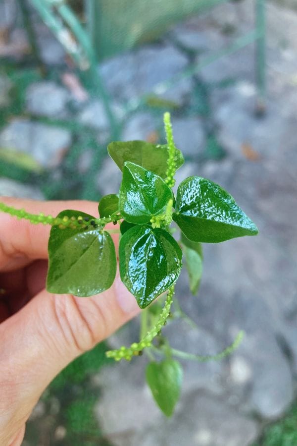 close up of shining bush (Peperomia pellucida)