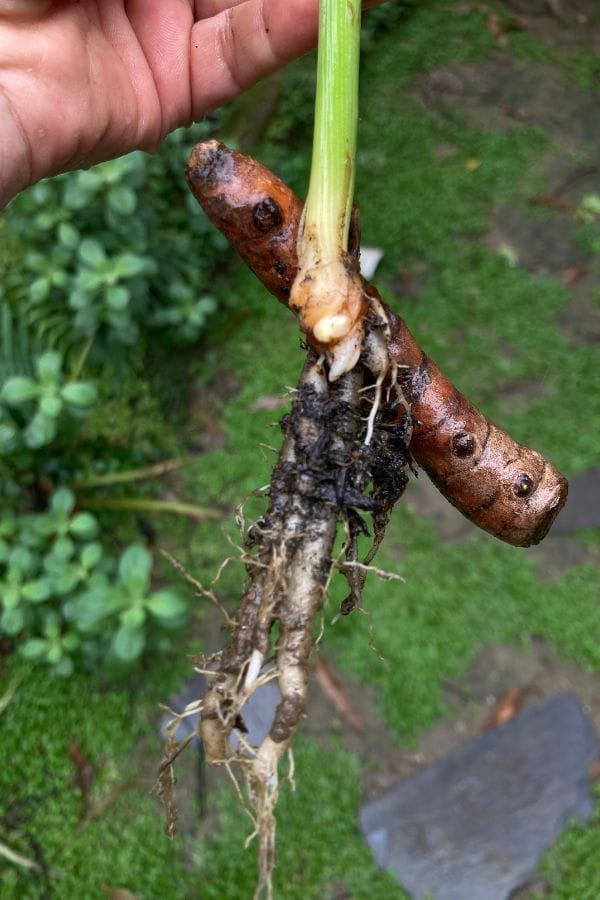 sprouting-turmeric-rhizome-with-roots. Sprouting turmeric rhizome with roots and stem, freshly harvested from a container garden