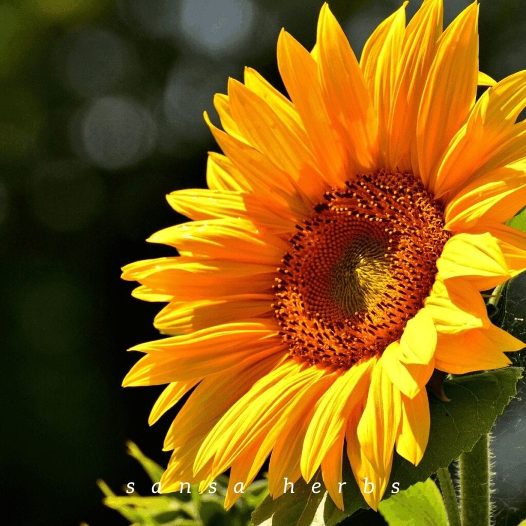 edible flower sunflower