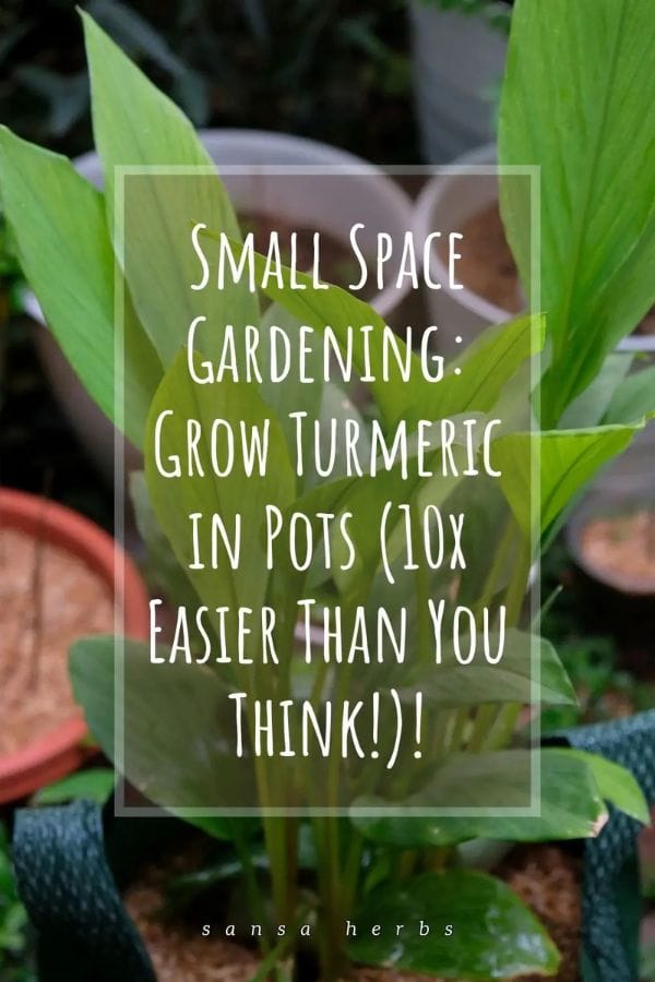 turmeric-growing-in-pot1 growing turmeric in pots