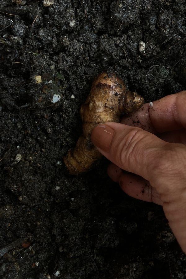turmeric-rhyzome turmeric rhizome being planted