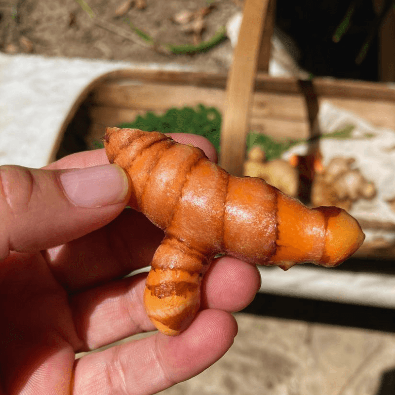 turmeric freshly harvested turmeric from garden used for homemade herbal tea