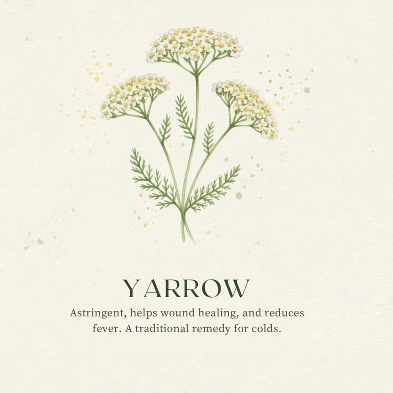yarrow-illustration Yarrow Stops bleeding quickly and helps fight infection in open wounds. Traditionally known as a "battlefield herb" for immediate first aid.