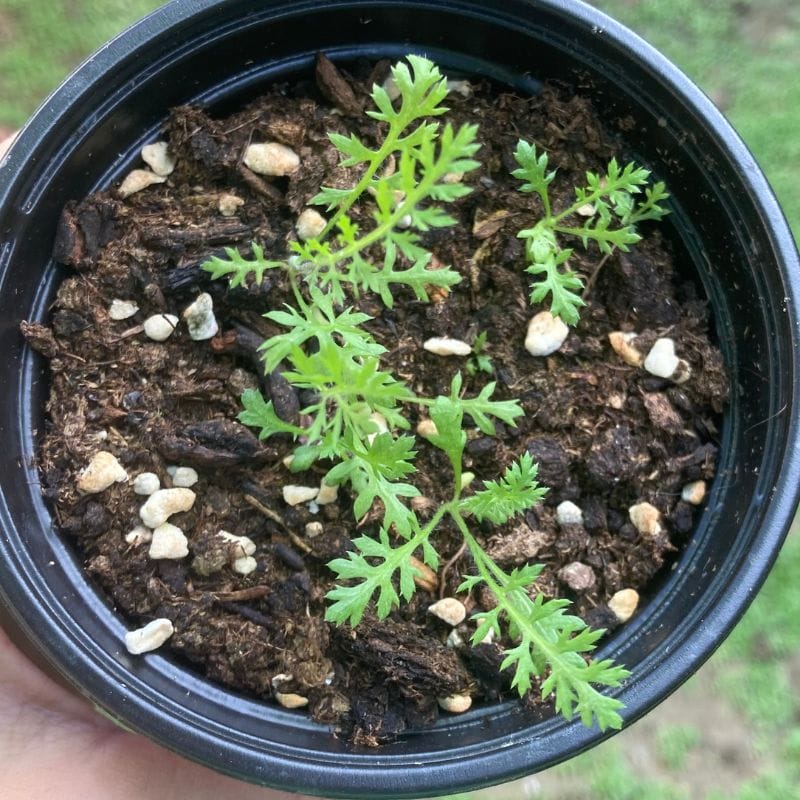 yarrow-in-a-pot top view of yarrow growing in a small pot