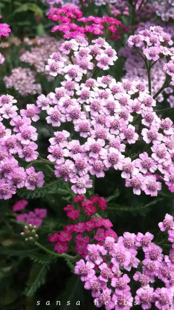 yarrow medicinal flowers