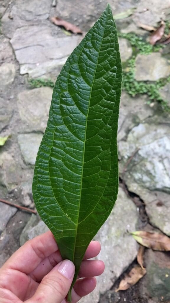 zebapique-leaf Zebapique plant lobed leaf